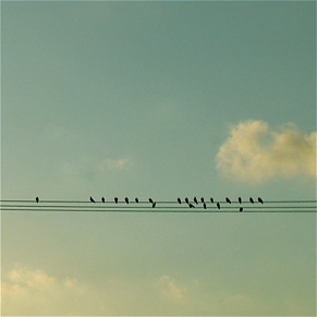 birds-on-wire.jpg